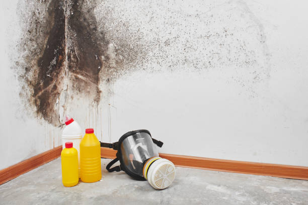 Best Residential Mold Removal  in Vinton, LA