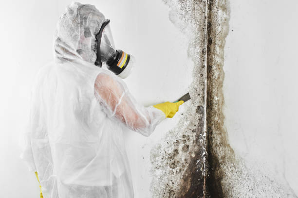Best Toxic Mold Removal  in Vinton, LA