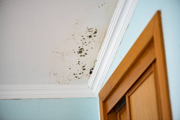 Best Office Mold Removal Services  in Vinton, LA