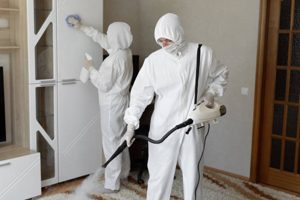 Best Attic Mold Removal  in Vinton, LA