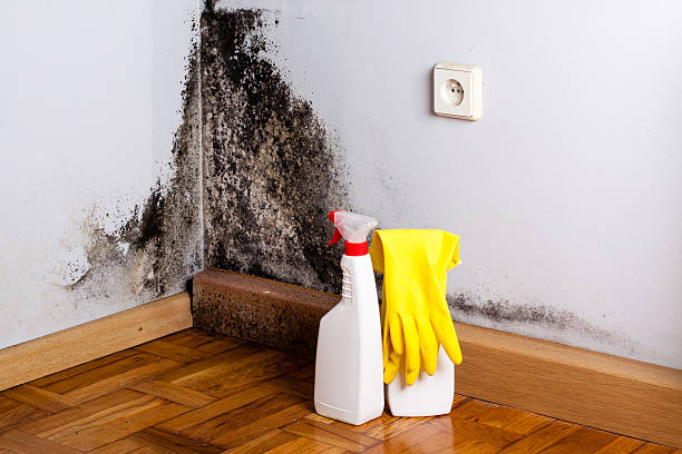 Best Local Mold Removal Service  in Vinton, LA